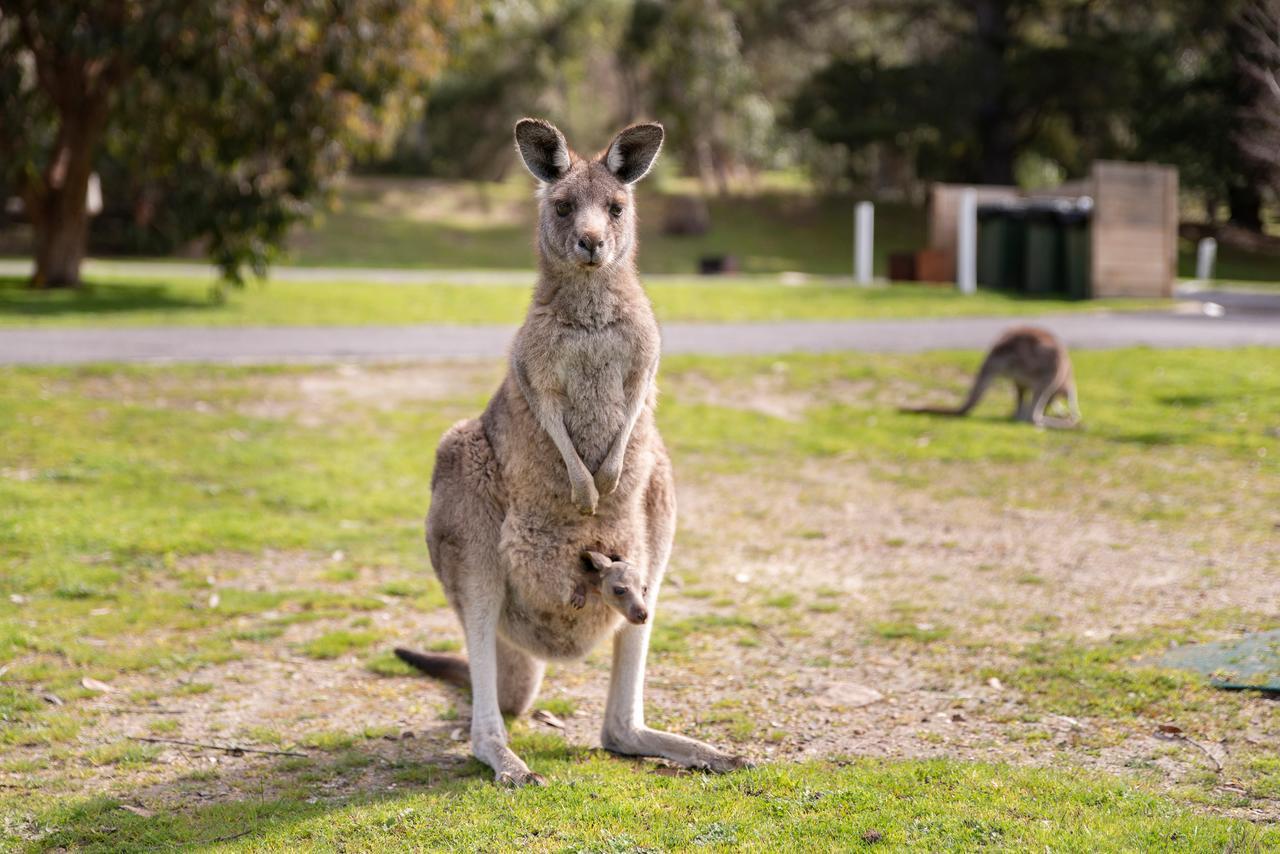 Breeze Holiday Parks - Halls Gap Esterno foto