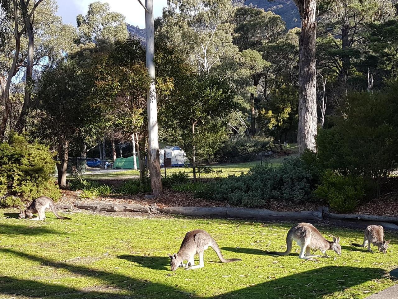 Breeze Holiday Parks - Halls Gap Esterno foto